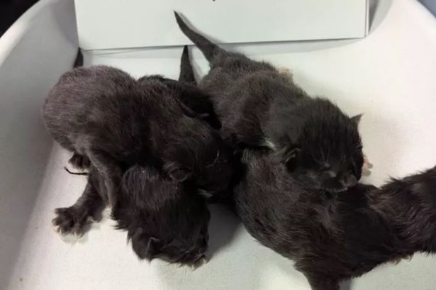 ‘Very concerned’ – £2k reward offered after kittens found dumped in bin