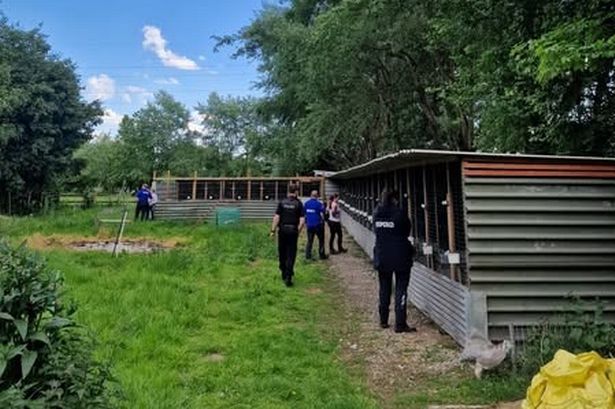 ‘Deeply cruel’ cockfighting operation dismantled in Lytham after police find fighting pits at stables