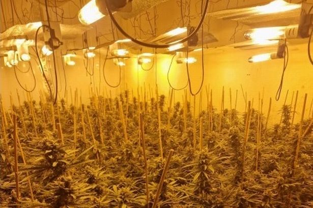 Cannabis farm spanning three floors and nine rooms busted in police raid