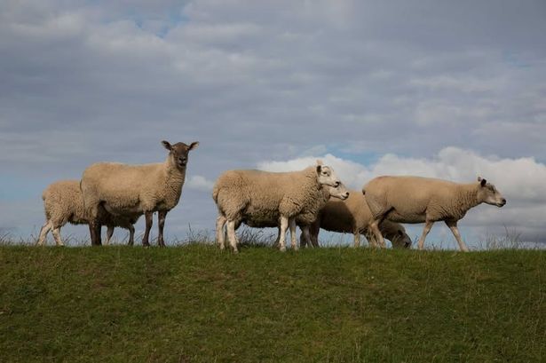 Dog runs amok and injures sheep in Rossendale field as man arrested
