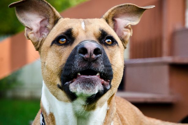 Dog owners urged to do 3 key things for their pet to be a ‘dream within the home’