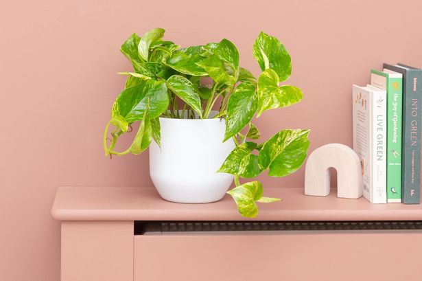 7 plants for your home that will thrive even if you forget them