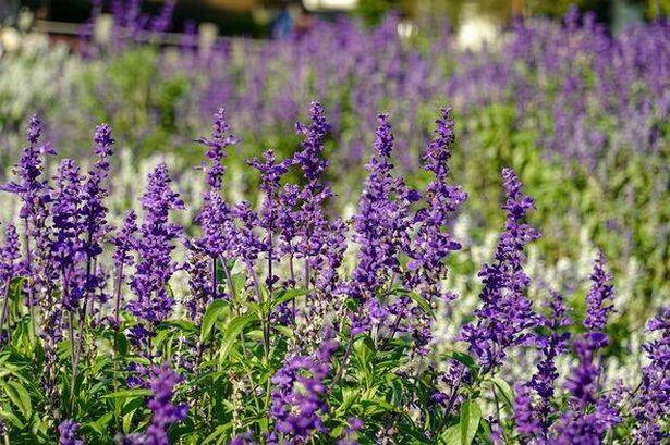 Boost lavender plant’s health by adding two items to the soil