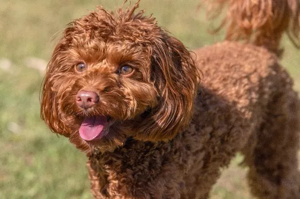 Vet’s warning over four increasingly popular dog breeds