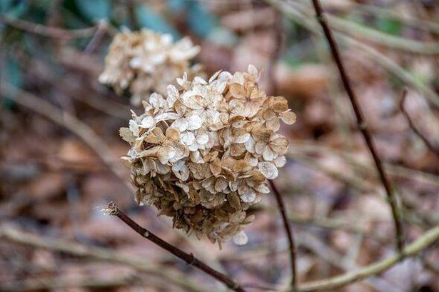Hydrangeas won’t turn yellow if gardeners use 5-minute method