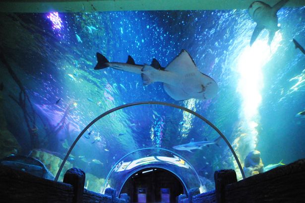Blackpool Sea Life tickets cost 40% less if you visit on these days this summer