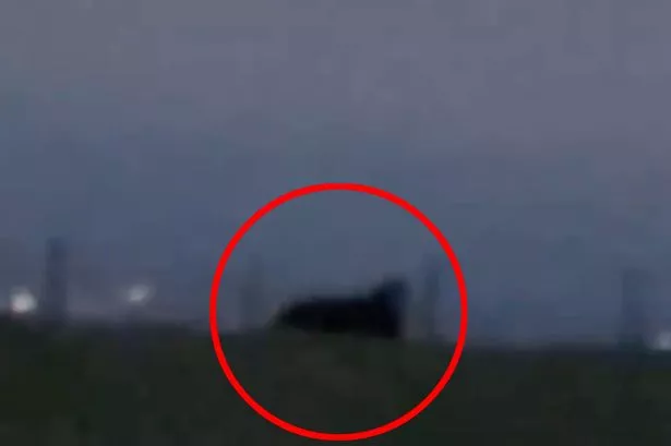 Big cat feared to be on loose after ‘mystery long-tailed beast’ spotted at dusk in Lancashire