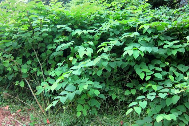 What to do if you find Japanese knotweed in your garden as conditions mean ‘super growth’