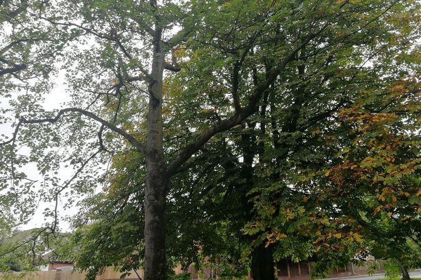 Nuisance tree policy changes announced by Chorley and South Ribble councils