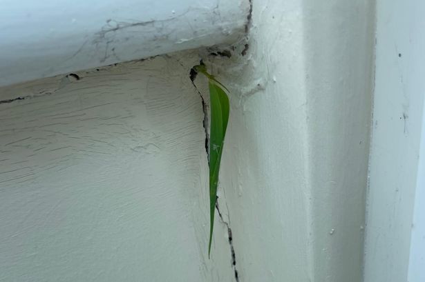 ‘I thought it was grass growing through my wall – the true cause means demolishing my conservatory’