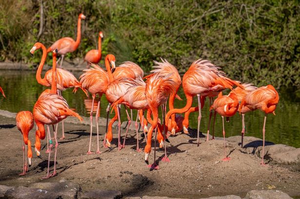 Blackpool Zoo sees delay in flamingo breeding after driest season since 1956