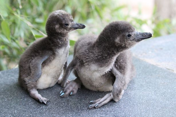 Blackpool Zoo gives adorable baby penguins unusual beauty treatment to tell them apart
