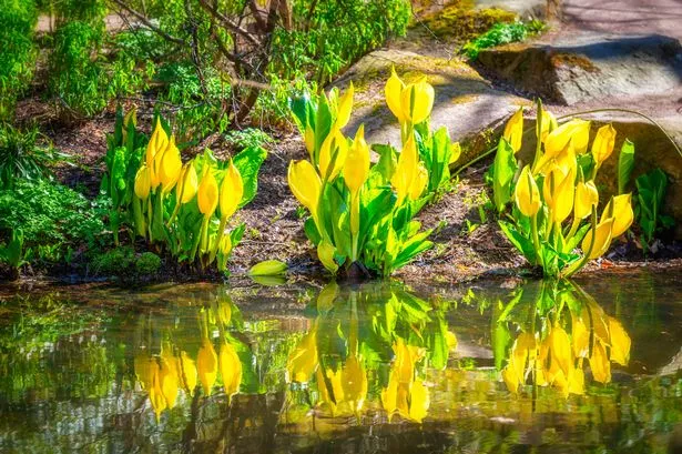 Invasive garden plant with a skunk-like stench among 4 that may cause legal trouble