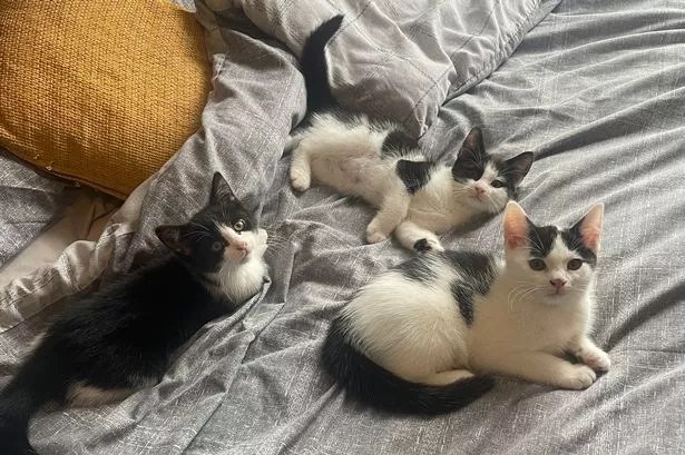 Unique Blackpool hotel where you can cuddle cats in bed and play arcade games