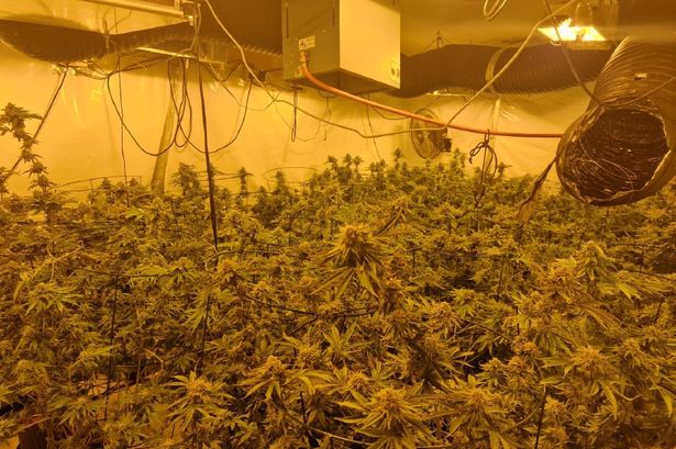 Police follow ‘strong smells’ coming from house and find huge cannabis farm