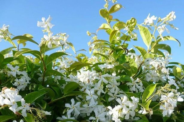 Elevate your garden with a highly fragrant jasmine climbing plant worth £60 that’s now 50% off