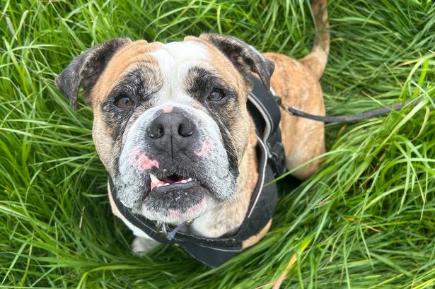 Dog left ‘cowering in fear’ after beatings looking for new home nine months after RSPCA rescue