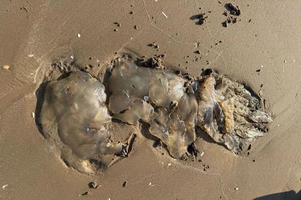 ‘You couldn’t move for jellyfish on the beach… one was monstrous’