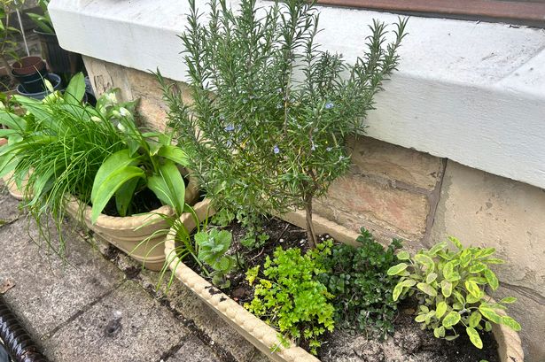 Why supermarket potted herbs don’t last – and the clever way to fix the problem