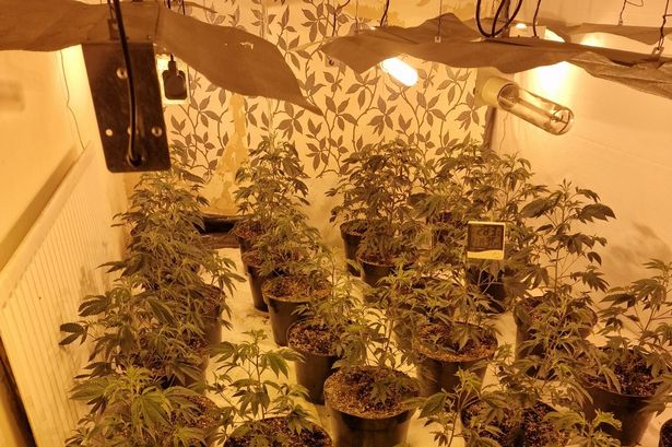 Huge cannabis farm uncovered in Accrington house raid amid ‘county lines’ probe