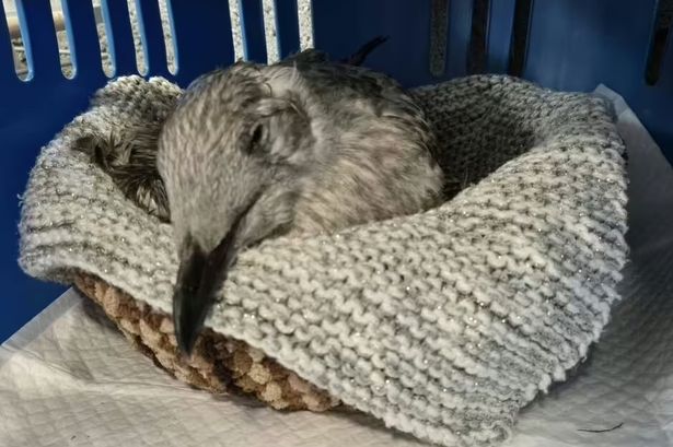 Baby seagull ‘kicked to death’ in horror Blackpool attack