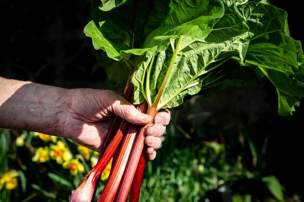 Lancashire chef shares why you should stop harvesting rhubarb in July