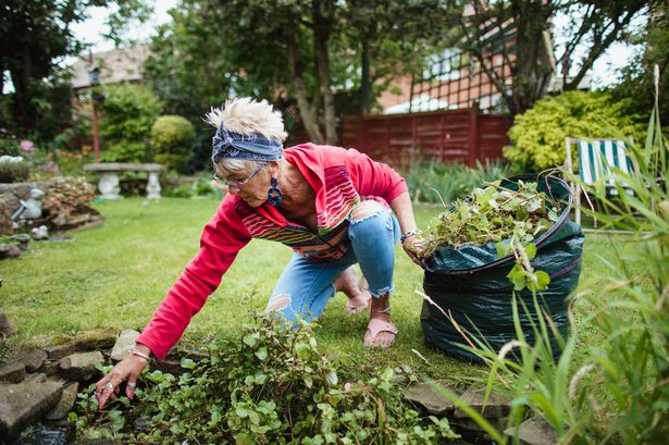 Gardeners warned they face ‘ASBO’ for plant that grows quickly in July