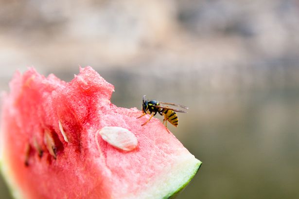 Amazon’s £13 hack is a ‘life saver’ for keeping wasps away whilst eating outside