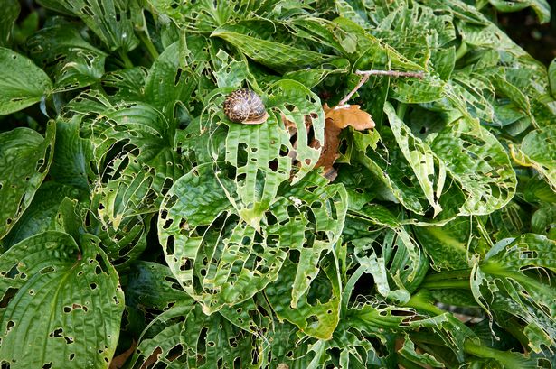 Kitchen ingredient will keep snails and caterpillars out of your garden