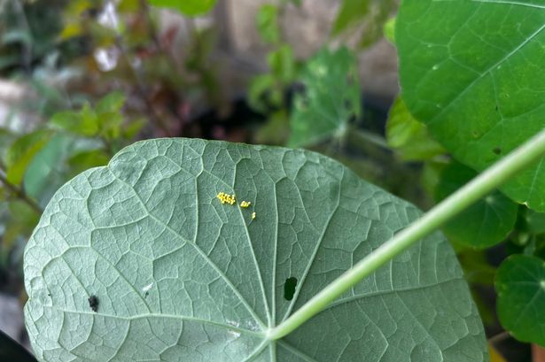 The harmless way to stop pests from snacking on your favourite plants