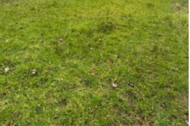 Council to sell off land after protected trees felled ‘for health and safety reasons’