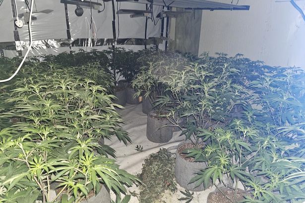 Police discover 150 cannabis plants at Preston address