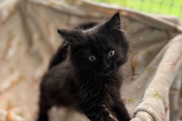 The newborn kittens dumped in bin with umbilical cords attached now ‘thriving’ after rescue