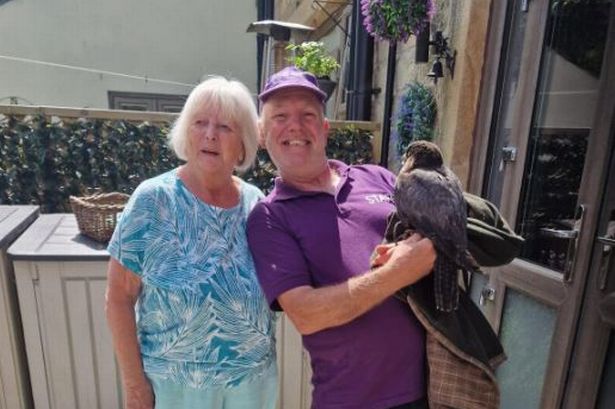 Peregrine falcon rescued from drowning in canal and geese attack