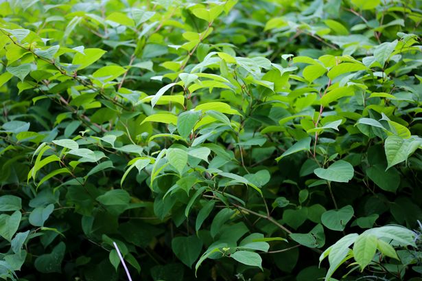 Lancashire’s Japanese knotweed hotspots revealed