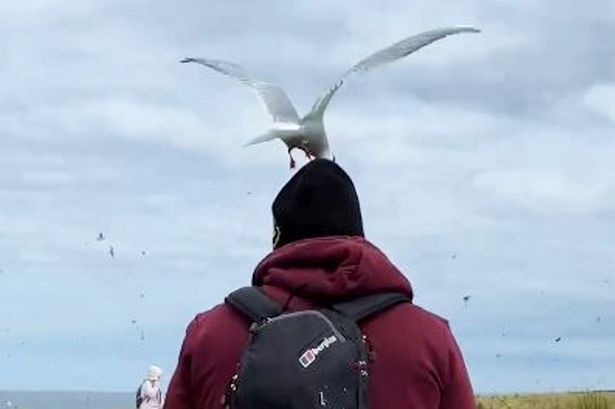 Birds attack man’s head 20 times as couple’s holiday does not go to plan