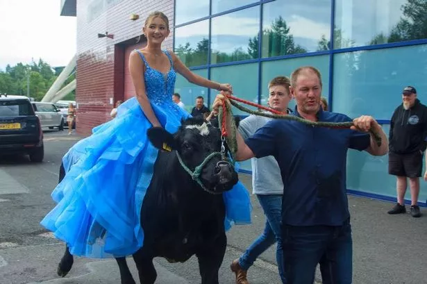 ‘I arrived at my school prom on the back of a cow called Oasis’