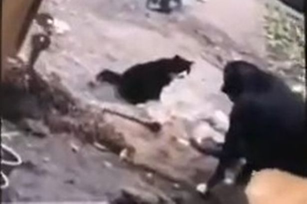 Laughing woman filmed dogs ‘sadistic’ cat attack then posted video on Snapchat