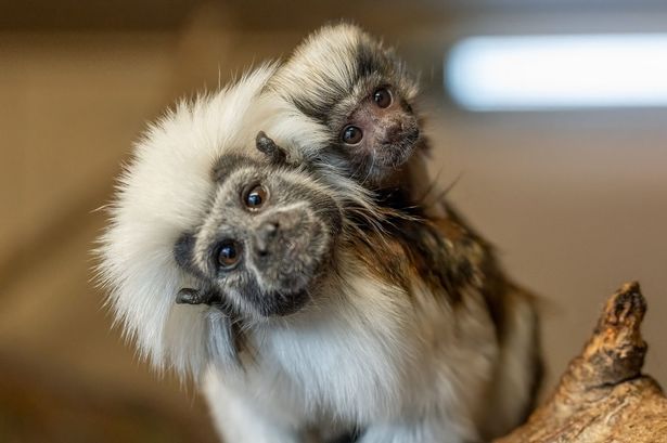 Critically endangered Cotton-top tamarin born at Blackpool Zoo
