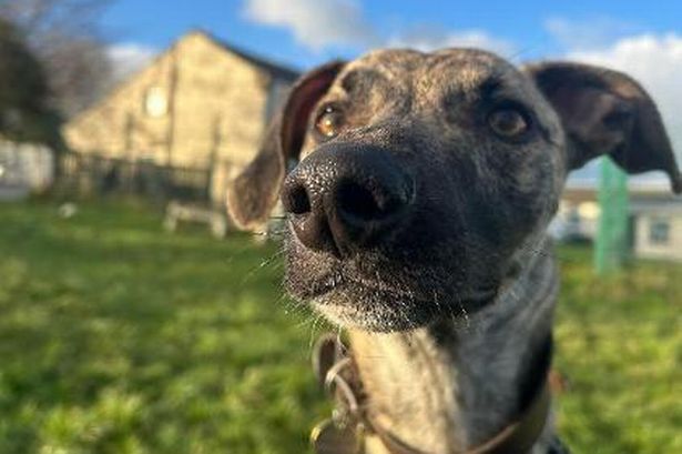Dogs with veg-themed names put up for adoption