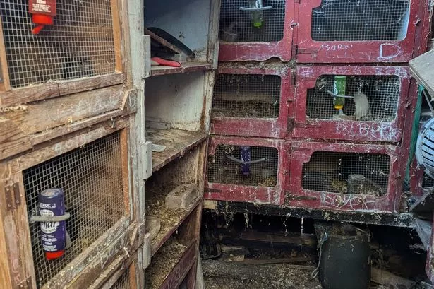 Family banned from keeping rabbits for TWO years after RSPCA visit to shed with ‘overpowering smell’