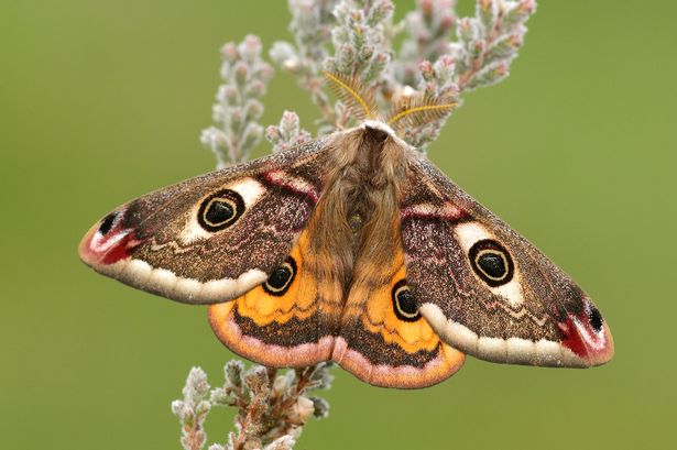 Volunteers wanted in Lancashire to help hunt one of UK’s most endangered species