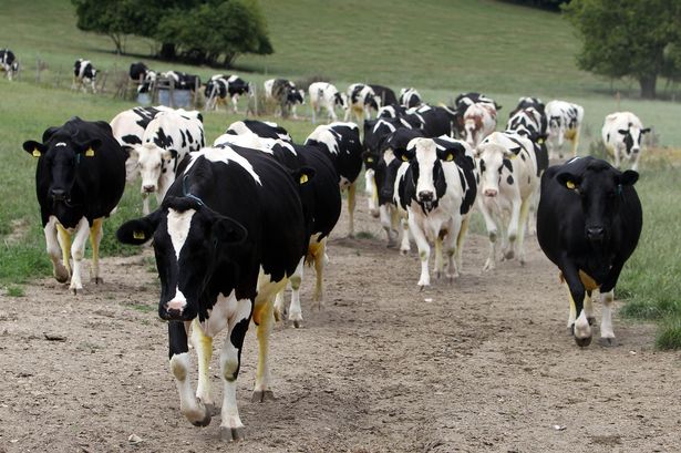 Moorland dairy farm gets go ahead for new cattle shed
