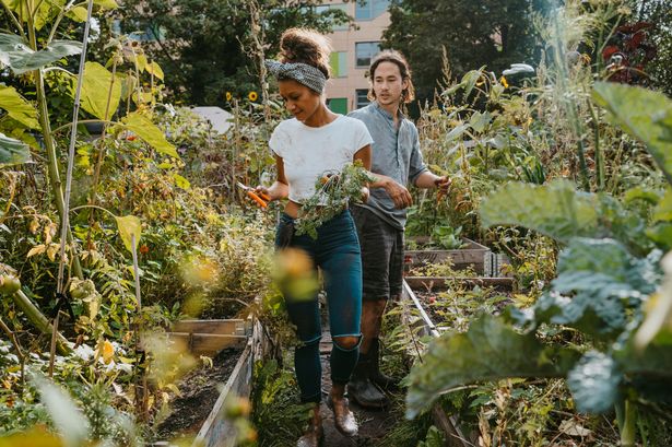 Allotment rules could change as councils get permission to sell land