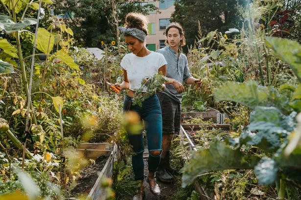 Gardening expert says plant these 7 vegetables now to reap harvest this year