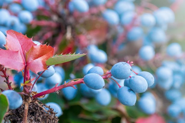 Eight ‘defensive’ plants to keep thieves at bay after 25pc surge