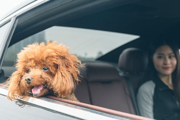 Dog owners risk £5,000 for letting them do common thing in car