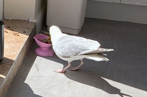 B&B owner’s ‘best friend’ seagull who’s visited for 15 years and has guests coming back for more