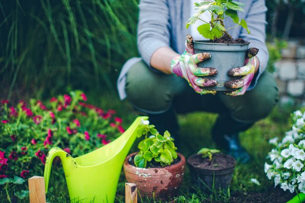 Gardeners advised to add one household item to garden before August ends