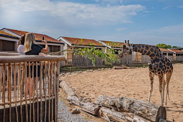 ‘I had a first look at Chester Zoo’s new luxury safari lodges where giraffes walk past’